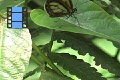 Scene 14_Yellowish Ithomidae on Leaf in Focus